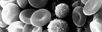 SEM image of blood cells